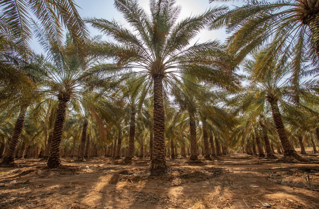 Al Aseel Dates Company