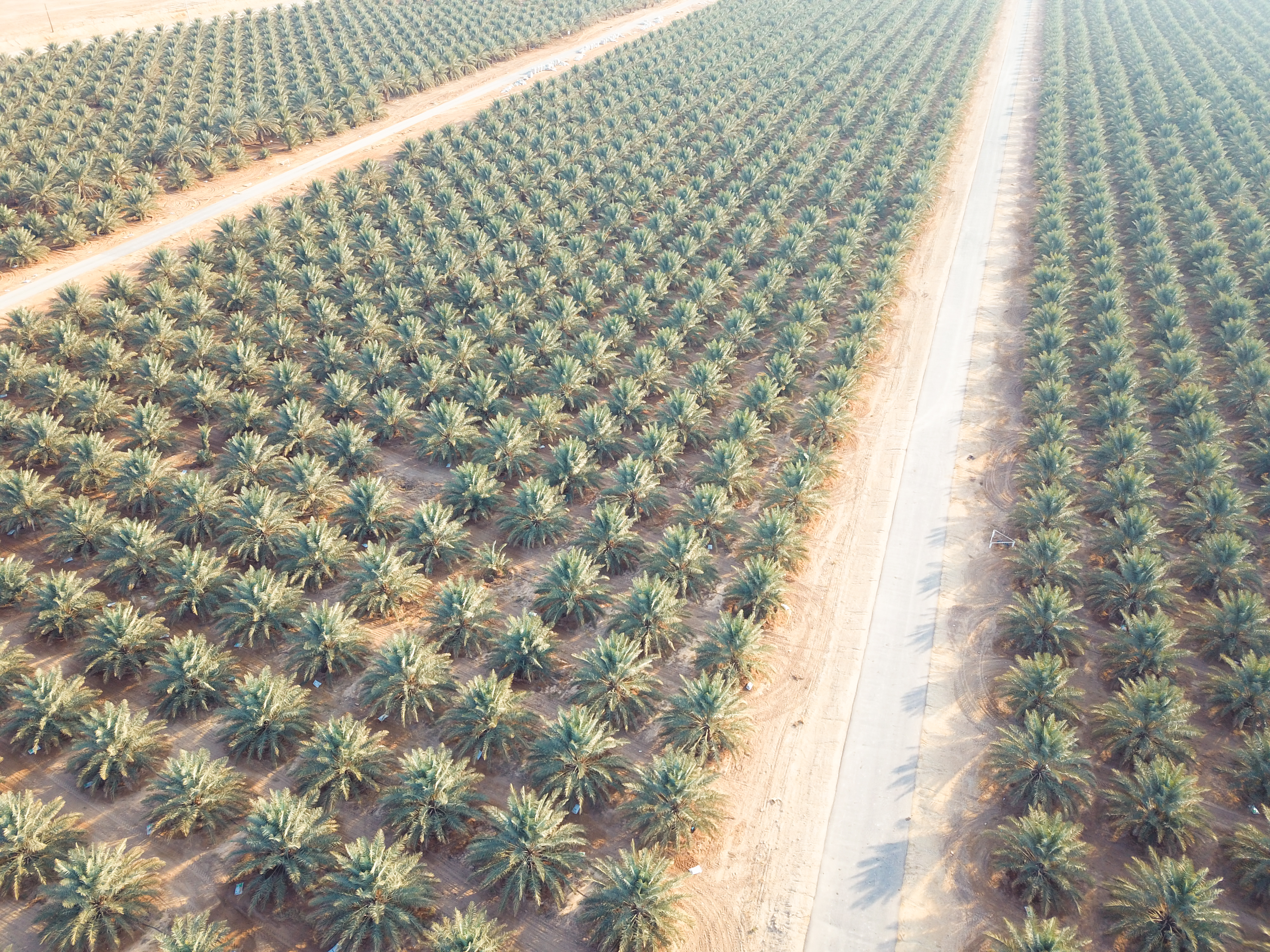 Al Aseel Dates Company